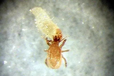 Хижий кліщ Stratiolaelaps scimitus — мурашиний санітар