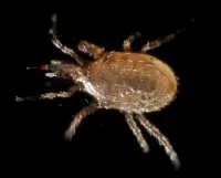 Хижий кліщ Stratiolaelaps scimitus — мурашиний санітар