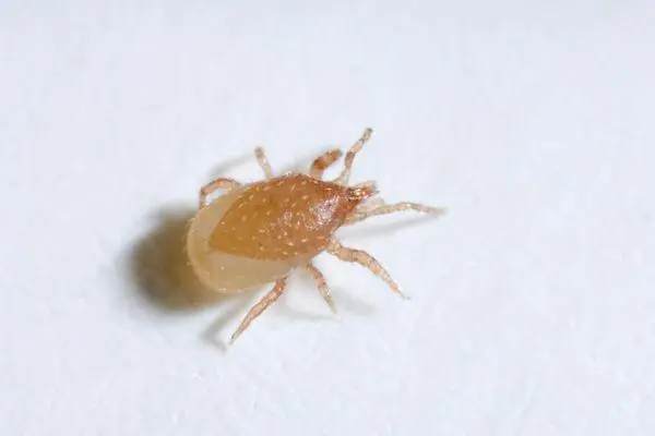 Хижий кліщ Stratiolaelaps scimitus — мурашиний санітар