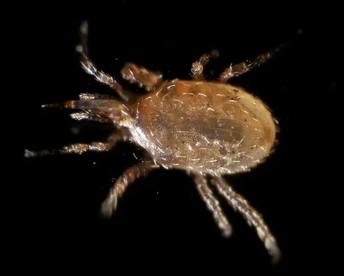 Хижий кліщ Stratiolaelaps scimitus — мурашиний санітар