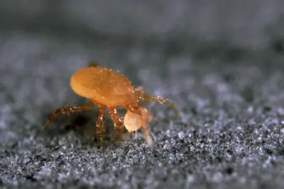 Хижий кліщ Stratiolaelaps scimitus — мурашиний санітар
